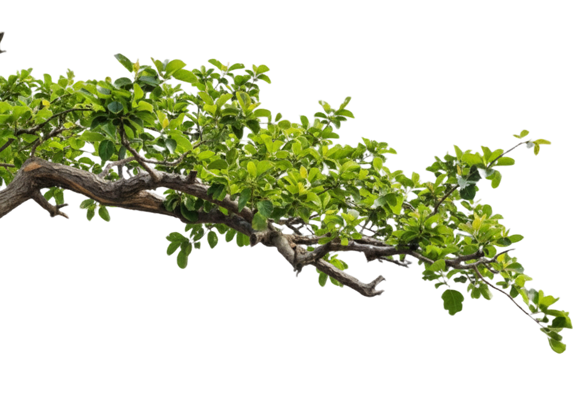 Decorative Branch